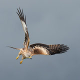 Red Kite