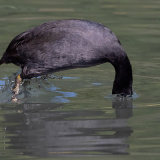 Coot 2