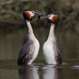 Great Crested Grebe 2