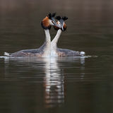 Great-Crested Grebe 3