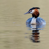 Great Crested Grebe 4