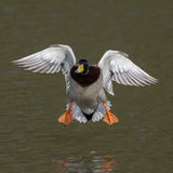 Mallard 1