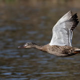 Mallard 2