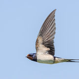 Barn Swallow 1
