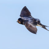 Barn Swallow 2