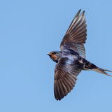 Barn Swallow 3