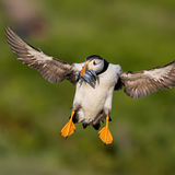 Puffin 3