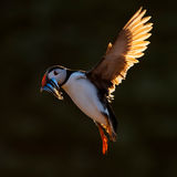 Puffin 5
