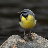 Grey Wagtail