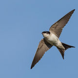 House Martin 1