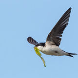 House Martin 2