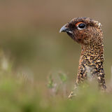 Red Grouse