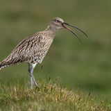 Curlew 2
