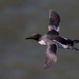 Guillemot