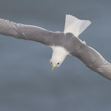 Kittiwake 2