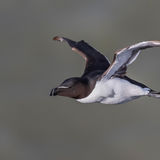 Razorbill