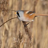 Bearded Reedling