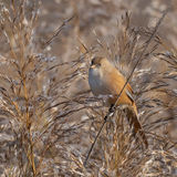 Bearded Reedling 2