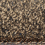 Knot over Oystercatchers