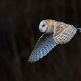 Barn Owl