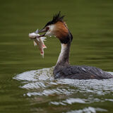 Great Crested Grebe 1