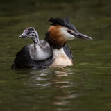 Great Crested Grebe 5