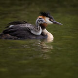 Great Crested Grebe 6