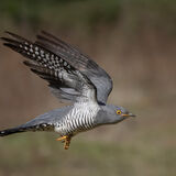 Cuckoo 1