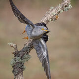 Cuckoo 2