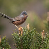 Dartford Warbler