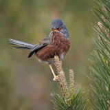 Dartford Warbler 1