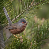 Dartford Warbler 2