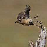 Stonechat