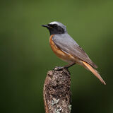 Redstart