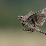 Meadow Pipit