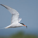 Common Tern