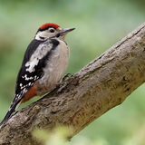 Greater Spotted Woodpecker