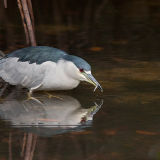 Black Crowned Night Heron