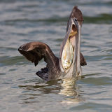 Brown Pelican 2
