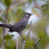 Gray Catbird