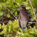 Green Heron