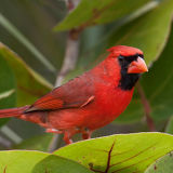 Northern Cardinal