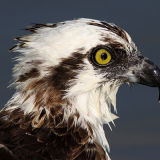 Osprey 2