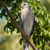 Red-Shouldered Hawk