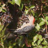 Red-Bellied Woodpecker