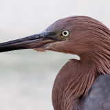 Reddish Egret 1