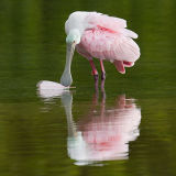 Roseate Spoonbill 1