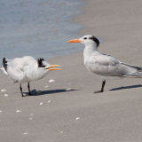 Royal Terns