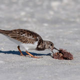 Ruddy Turnstone