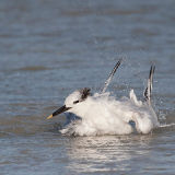 Sandwich Tern